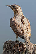 Eurasian Wryneck