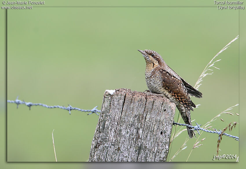 Eurasian Wryneck