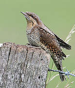 Eurasian Wryneck