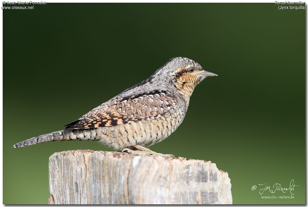 Eurasian Wryneck