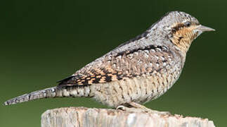 Eurasian Wryneck