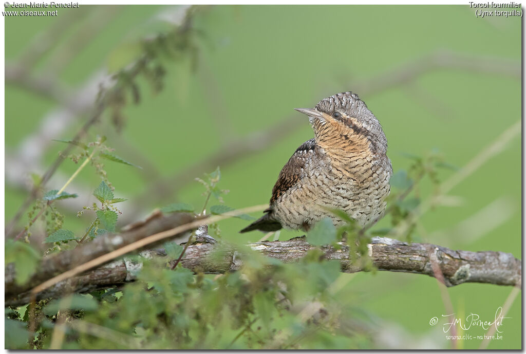 Eurasian Wryneck