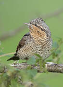 Eurasian Wryneck