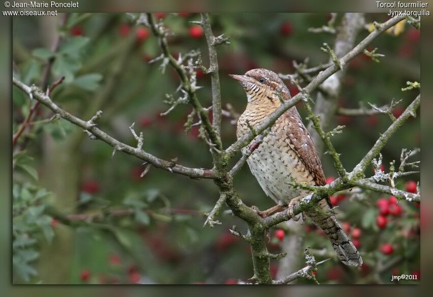 Eurasian Wryneck