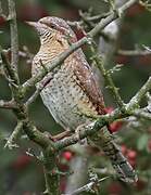 Eurasian Wryneck