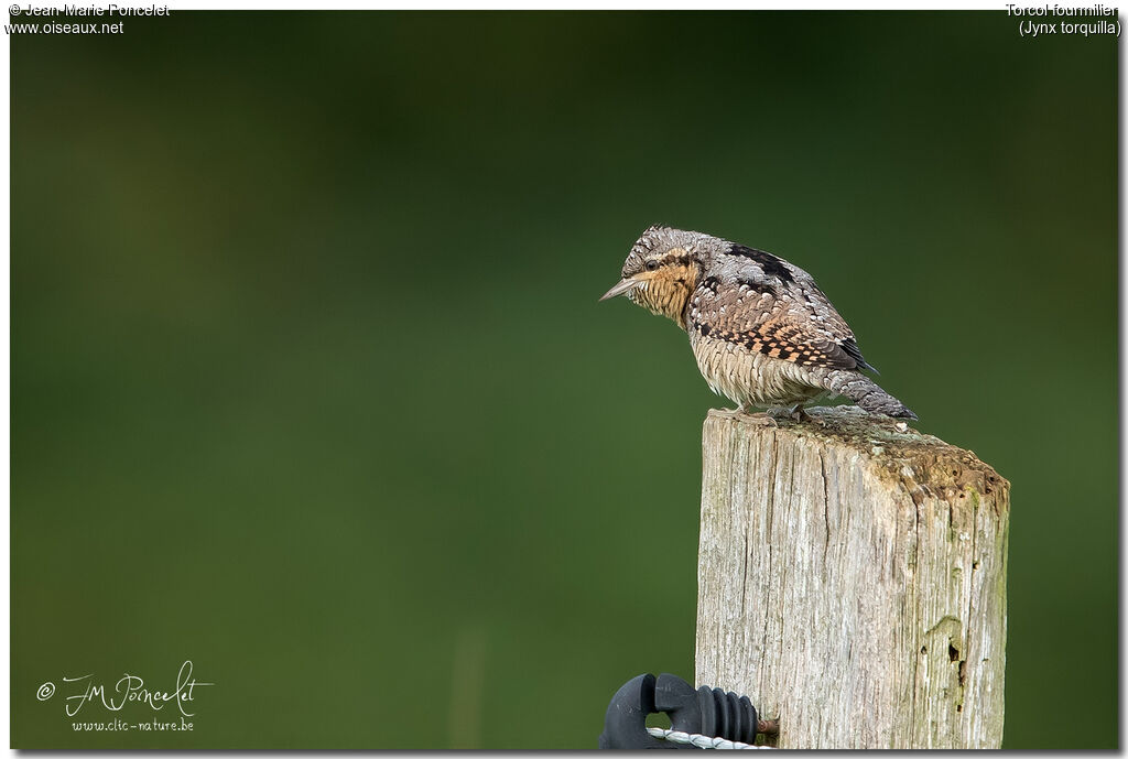 Eurasian Wryneck