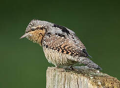 Eurasian Wryneck