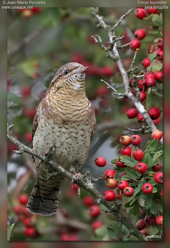 Eurasian Wryneck