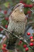 Eurasian Wryneck