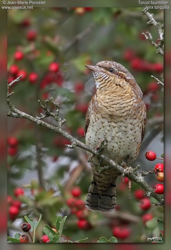 Eurasian Wryneck