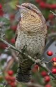 Eurasian Wryneck