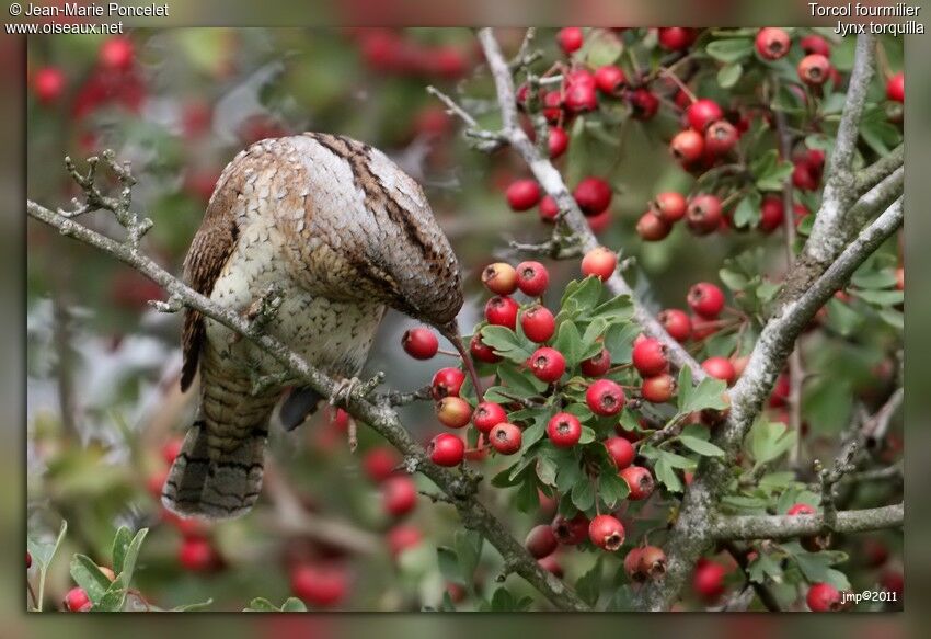 Eurasian Wryneck