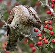 Eurasian Wryneck