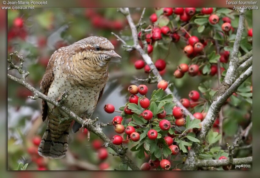 Eurasian Wryneck