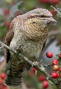 Eurasian Wryneck