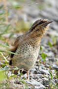 Eurasian Wryneck