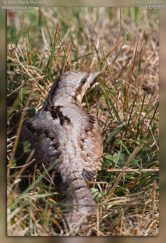 Eurasian Wryneck