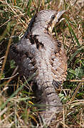 Eurasian Wryneck