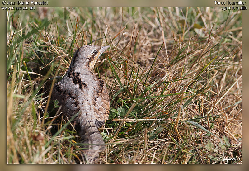 Eurasian Wryneck