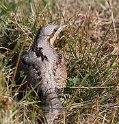 Eurasian Wryneck