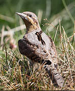 Eurasian Wryneck