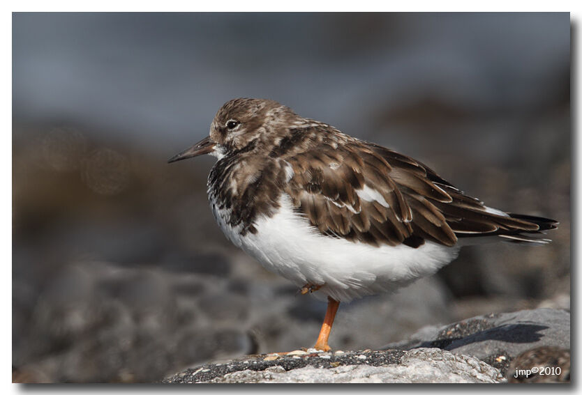 Ruddy Turnstone