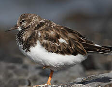 Ruddy Turnstone