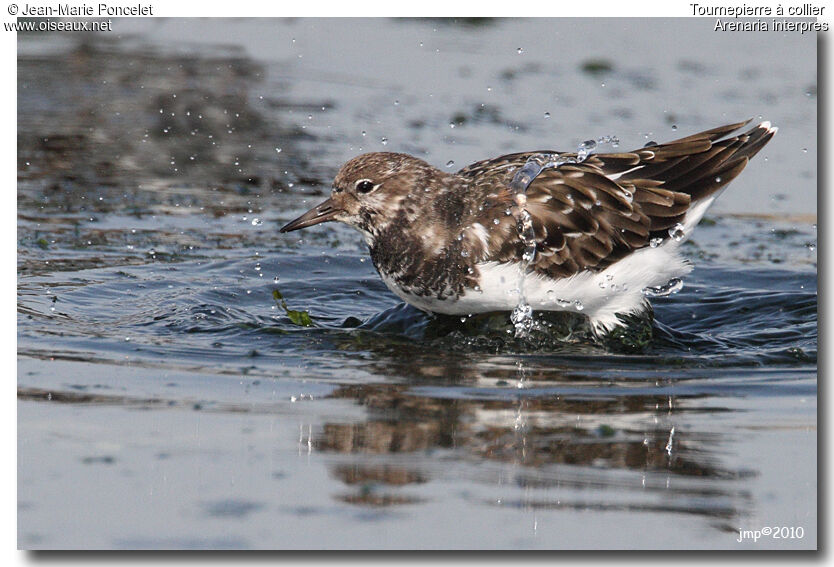 Ruddy Turnstone