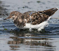 Ruddy Turnstone