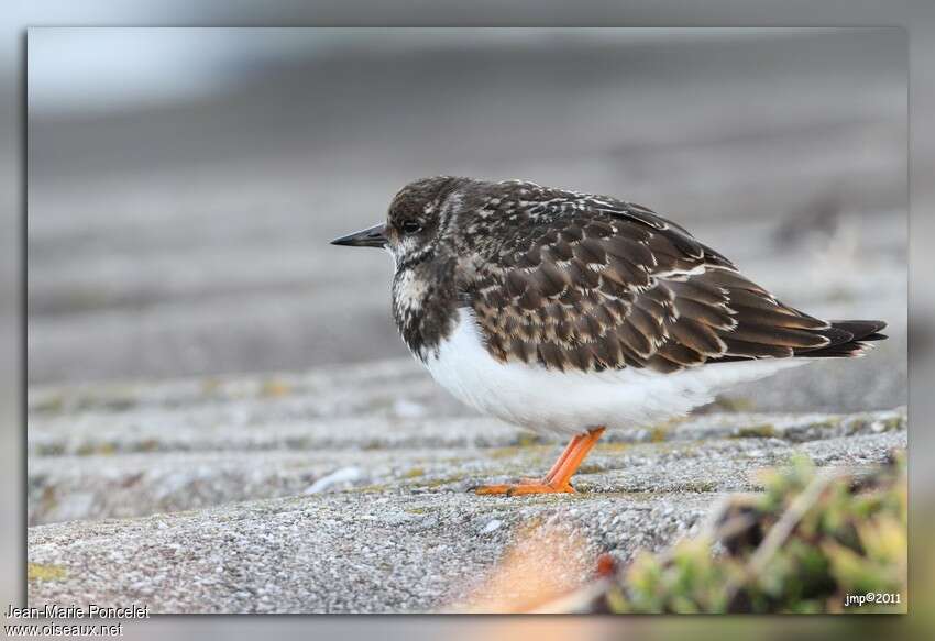 Ruddy Turnstonejuvenile, identification