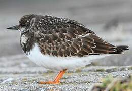 Ruddy Turnstone