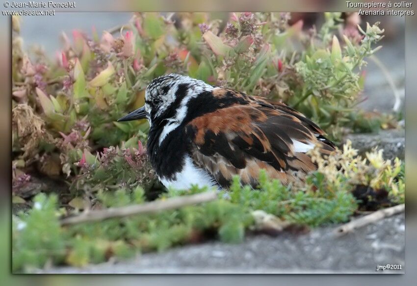 Ruddy Turnstone