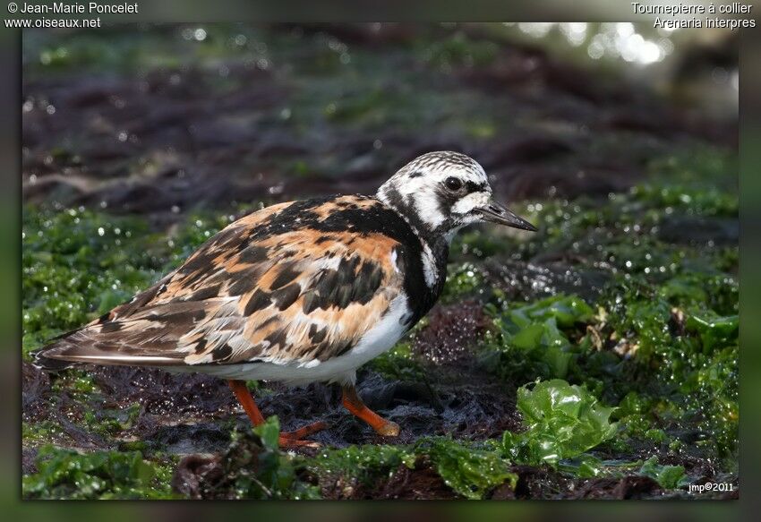 Ruddy Turnstone