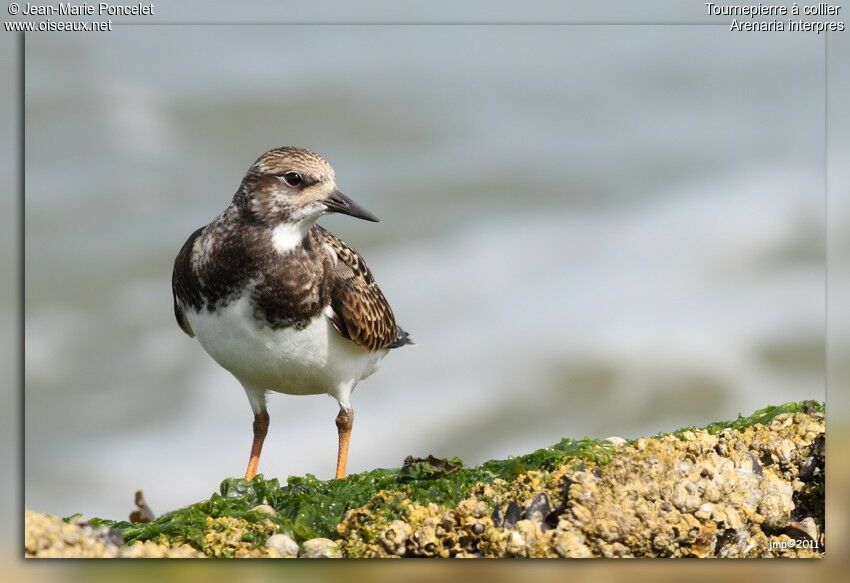 Ruddy Turnstone