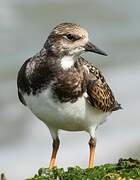 Ruddy Turnstone