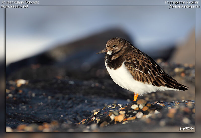 Ruddy Turnstone