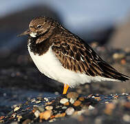 Ruddy Turnstone