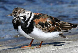 Ruddy Turnstone