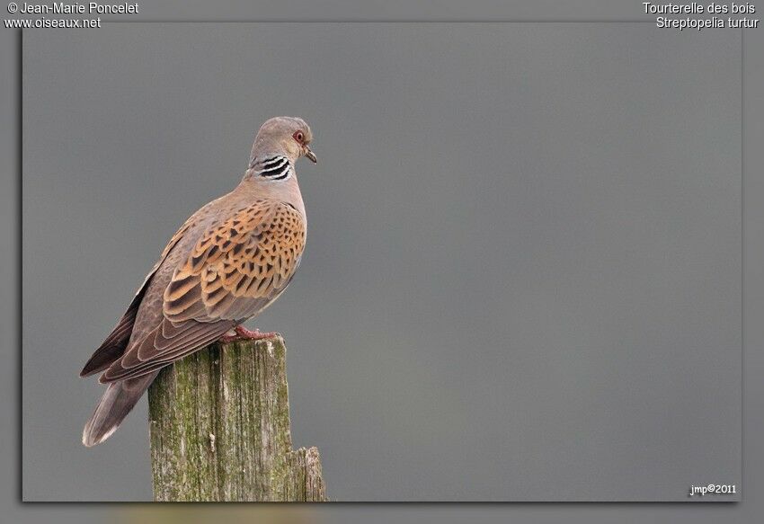 European Turtle Dove