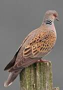 European Turtle Dove