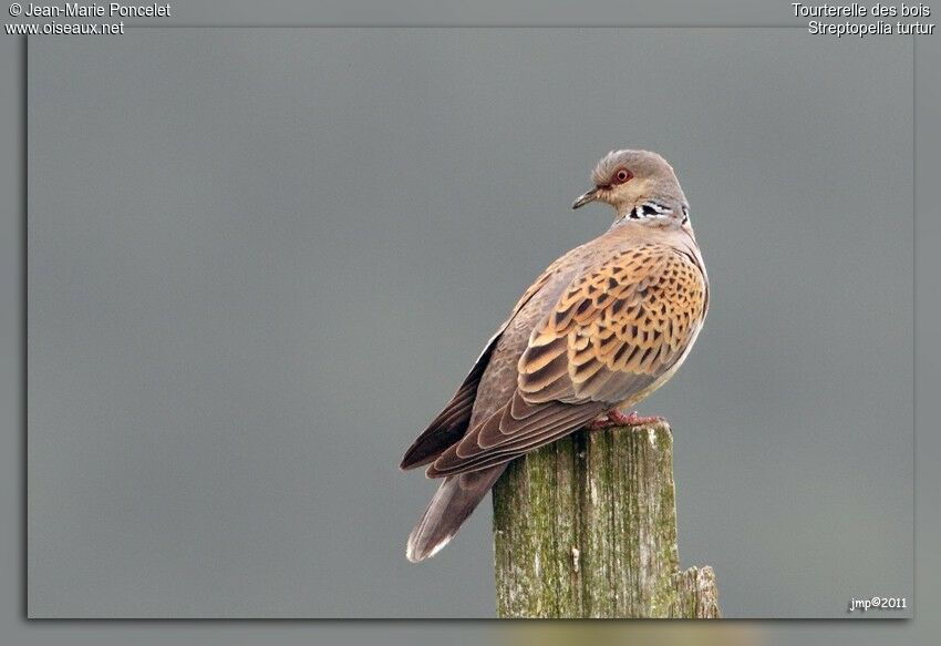 European Turtle Dove