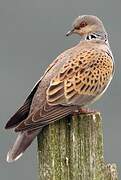 European Turtle Dove