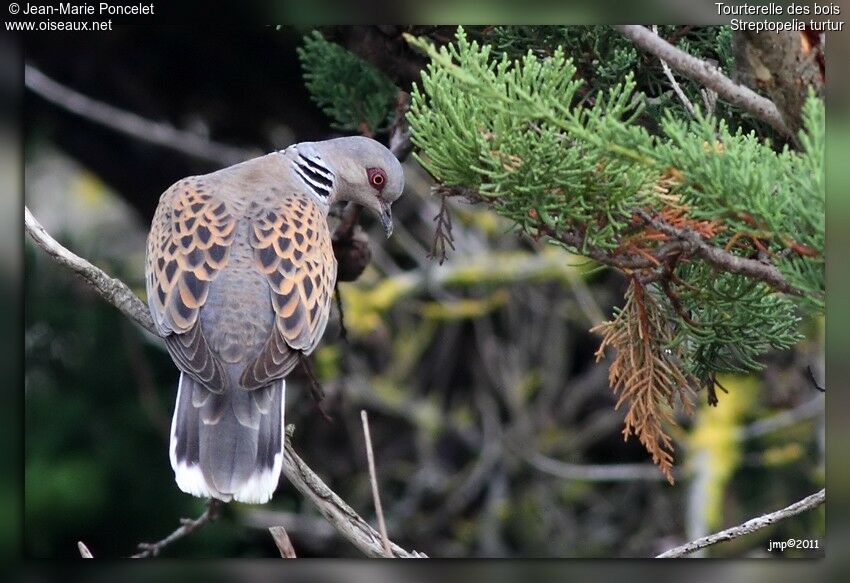 European Turtle Dove