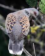 European Turtle Dove