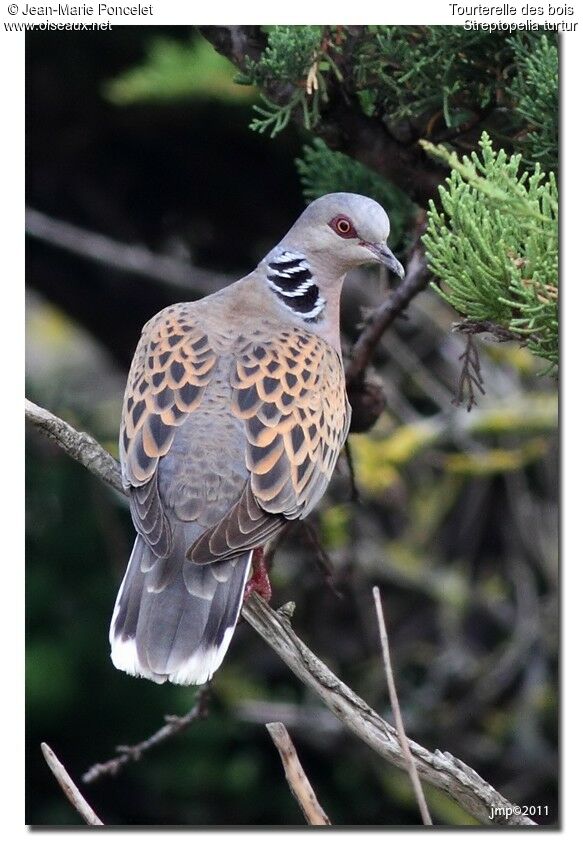 European Turtle Dove