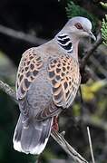 European Turtle Dove