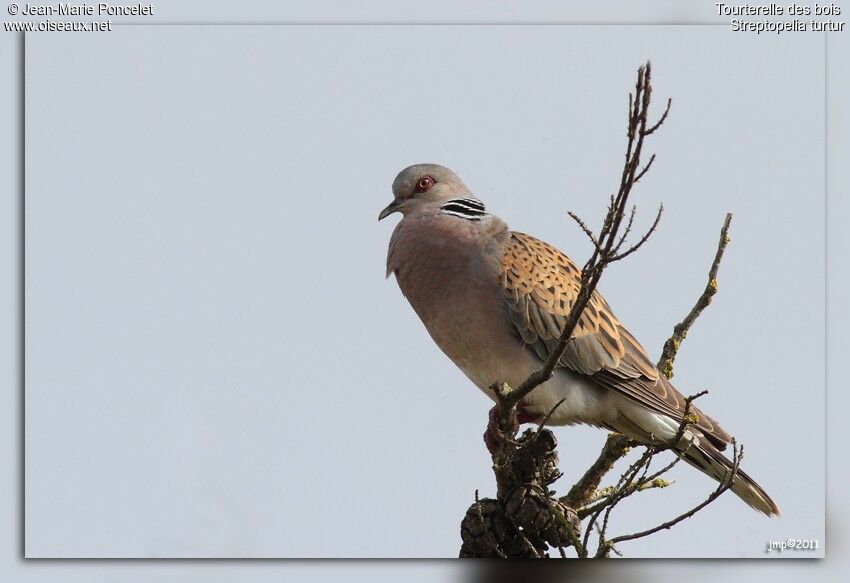 European Turtle Dove