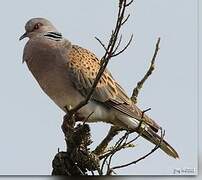 European Turtle Dove