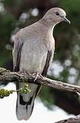 European Turtle Dove