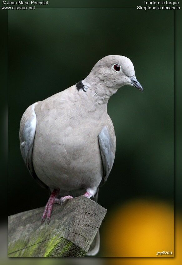 Eurasian Collared Dove